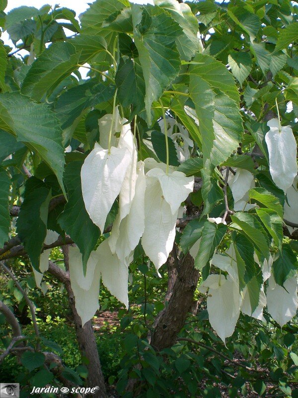 Arbre aux mouchoirs - Davidia involucrata