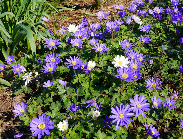 anemone-blanda-grece-bleu-blanc