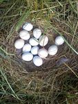 nest-of-eggs