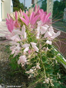 Cleome
