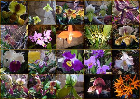 Exposition_des_Orchid_es_Abbaye_de_Vaucelles_03_20093