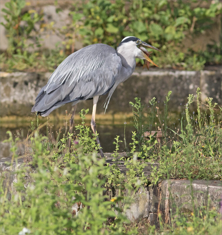 Oiseau héron pêche matin 120819 ym 12 avale poisson