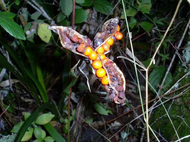 Graines d'iris fétide