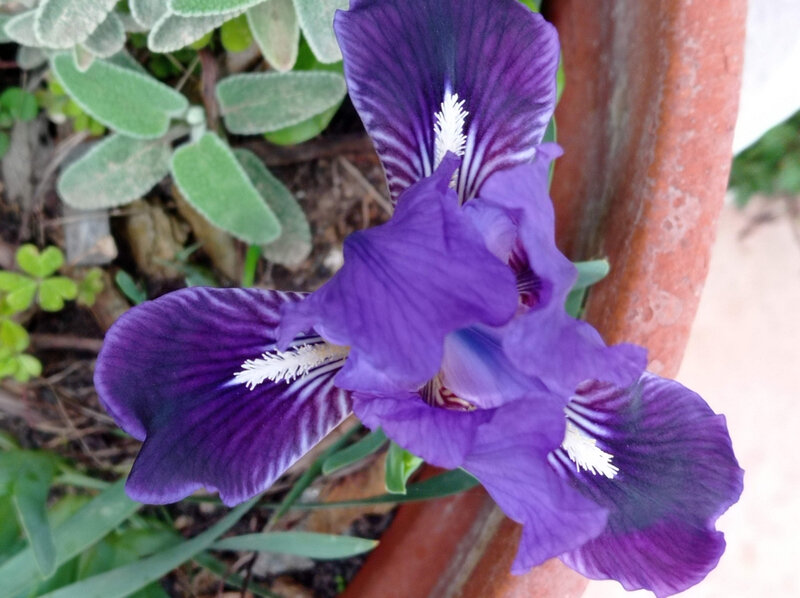 iris