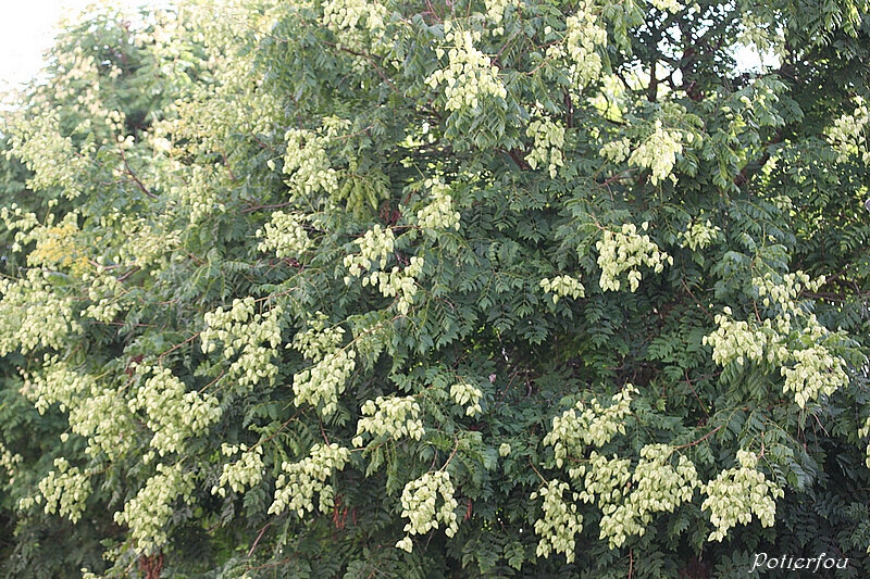 Koelreuteria paniculata