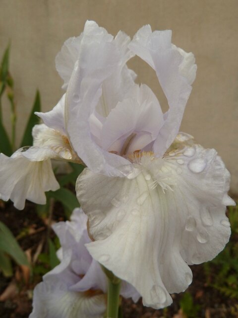 iris petit nuage