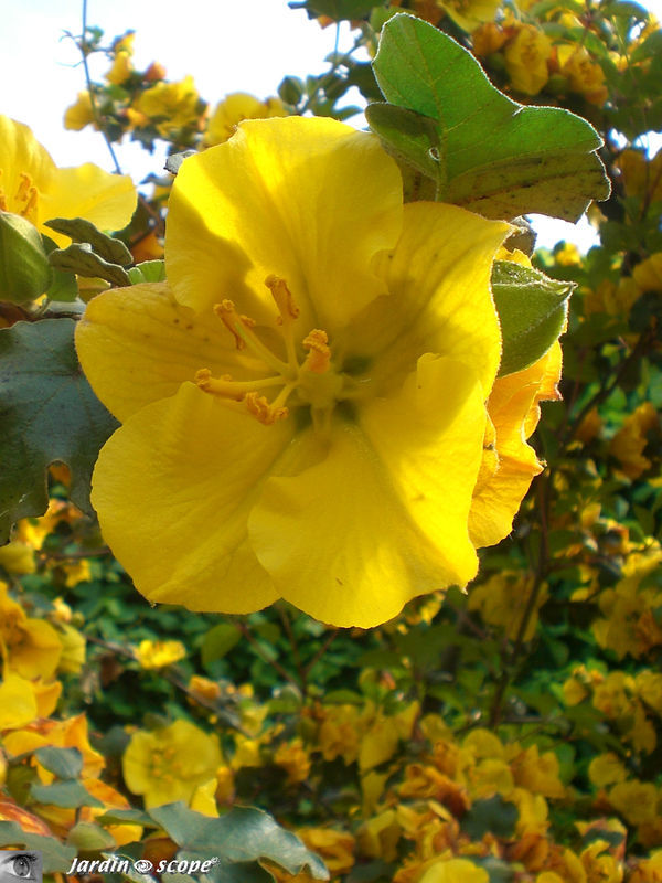 Frémontodendron de Californie • Fremontia californica