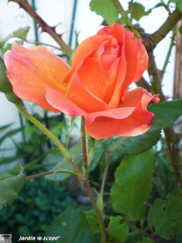 Rosier 'Westerland