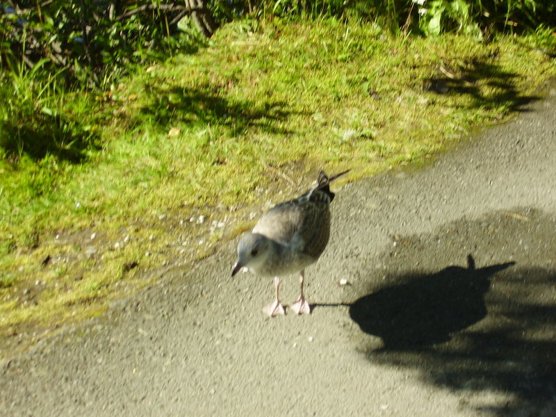 24-08-08 Sortie Vélo Tromso (019)