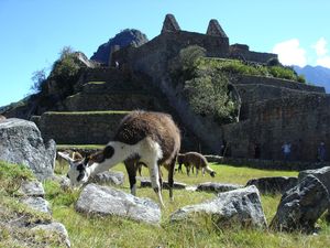 Lamas devant la ville basse