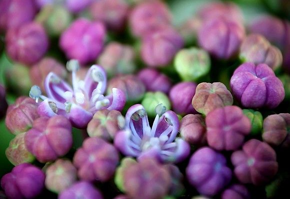 hortensias_macros_2580