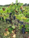 Vendanges_Aloha_06_013