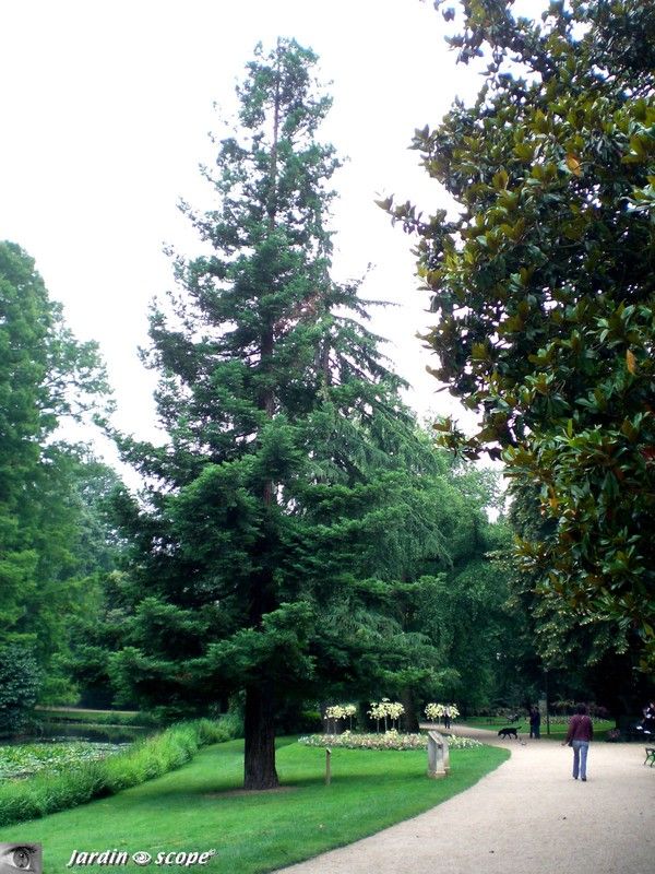 Séquoïa sempervirens de Californie