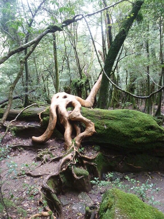 Japon 2016-2448  Yakushima  Foret primaire