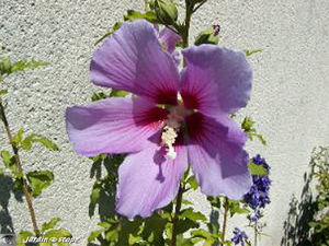 Hibiscus de jardin • Hibiscus syriacus