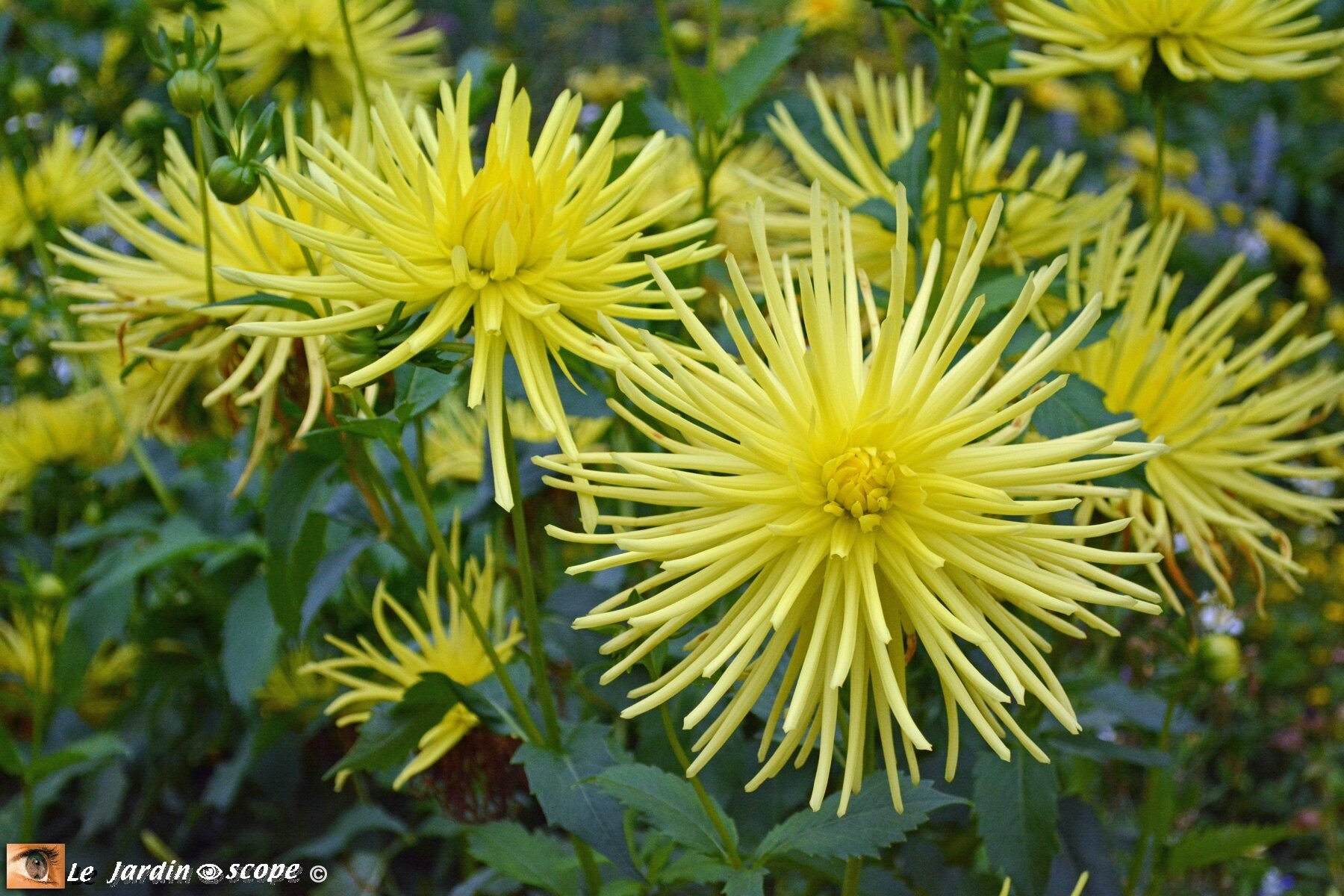 Cactus Dahlia Gryson's Yellow Spider