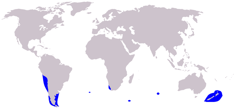 Cetacea_range_map_Dusky_Dolphin