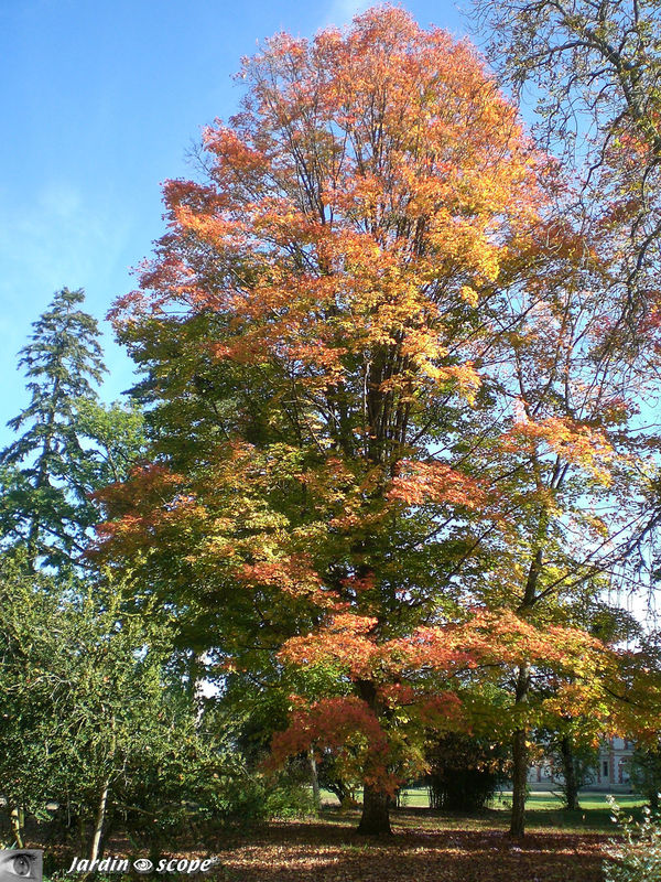 Acer 'Saccharum Marsh • Aceraceae