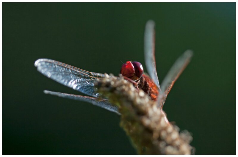 Galuchet libell Crocothemis Erythraea 10 GP 140715