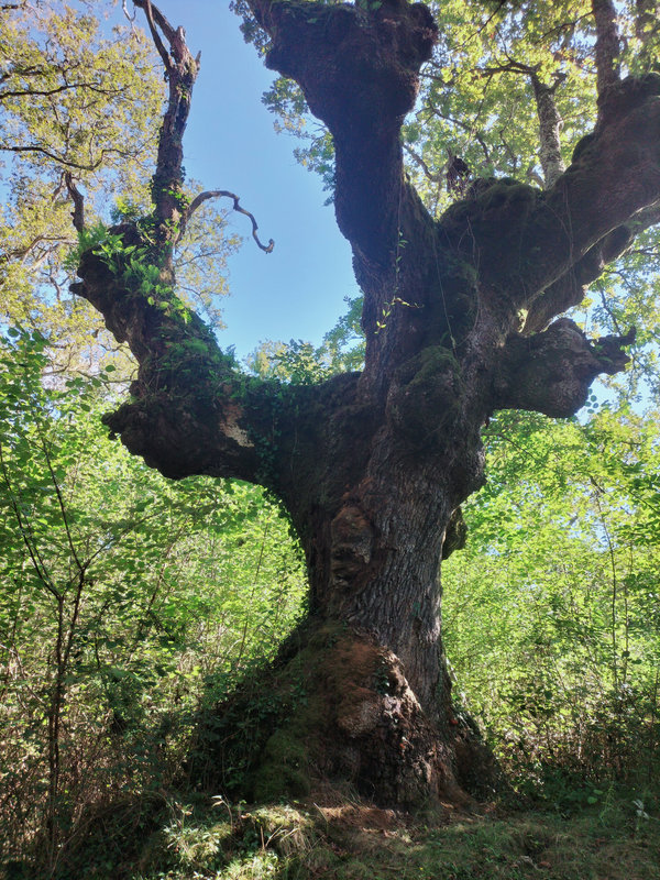 Ainhoa, un arbre