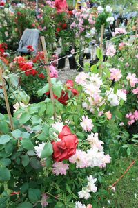 Fête des , roses à Veules et fêtes de fin d'année Nina 109