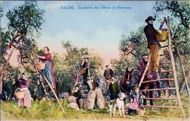 Cueillette-des-olives-9