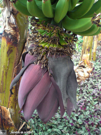 9120_Musa_acuminata