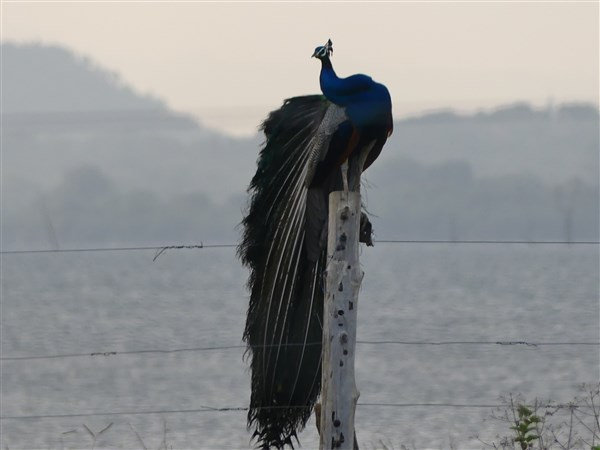 P1270420
