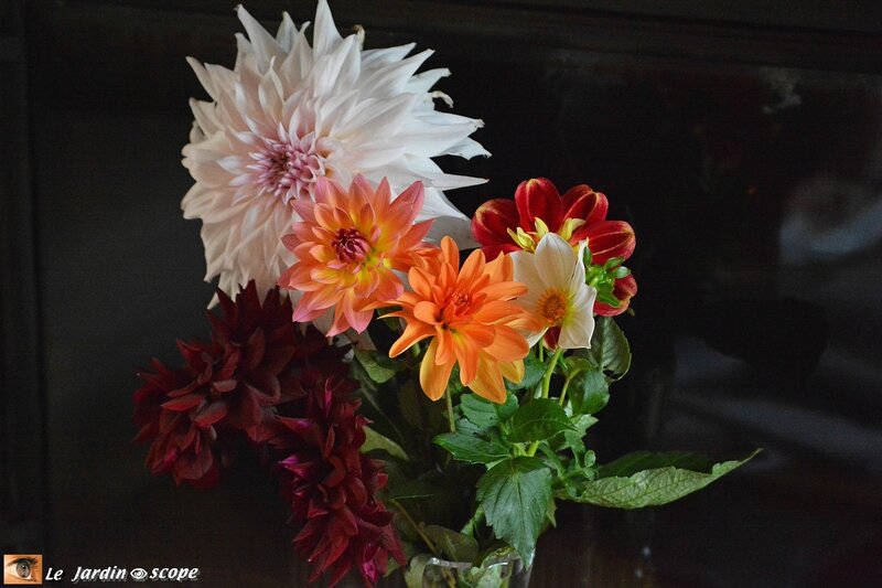 Bouquet de dahlias label Rouge