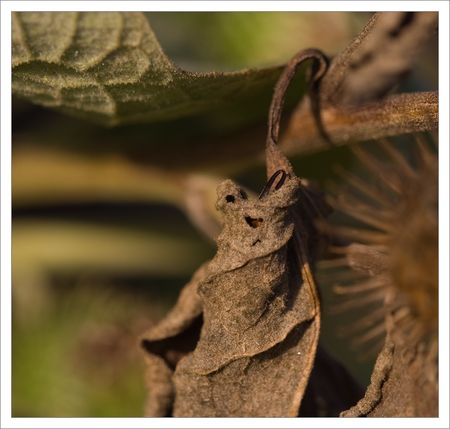 QM_perce_oreille_dans_feuille_matin_060909