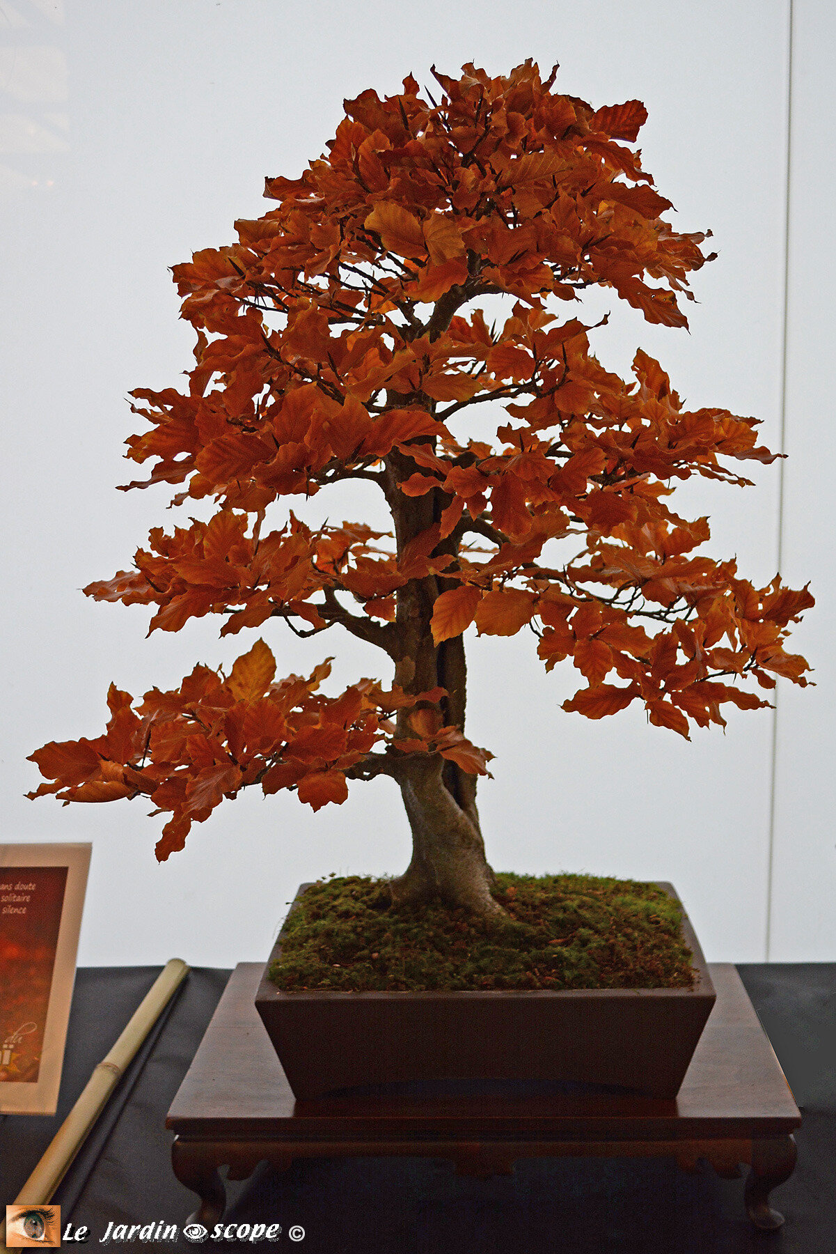 Hêtre - Fagus sylvatica