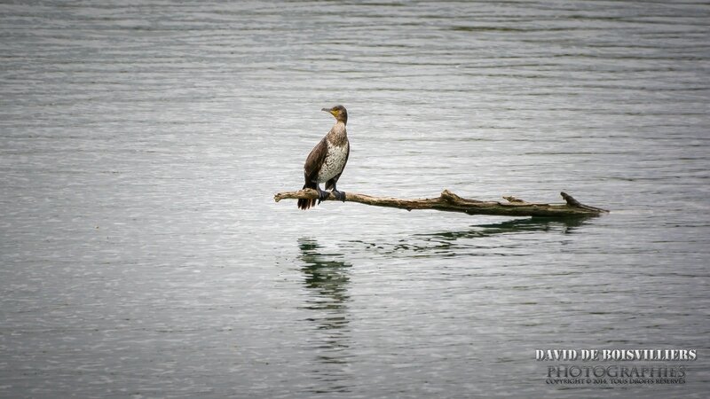 Grand Cormoran (Phalacrocorax carbo - Great Cormorant)