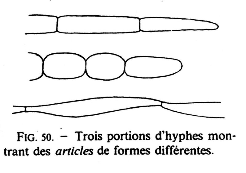 Joss p 195 fig 50