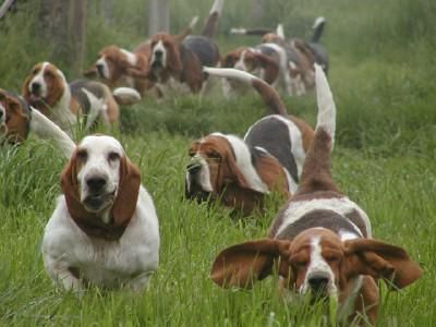 basset_en_meute