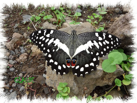 Papilio_