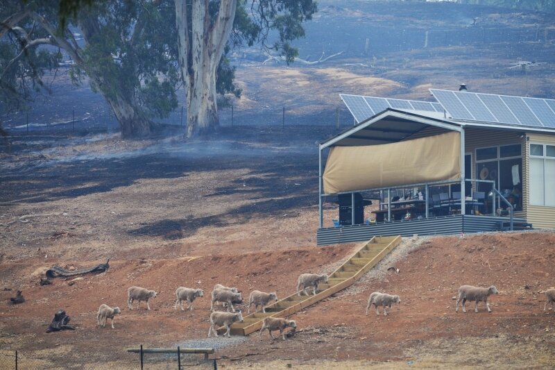 Incendie_Australie_5