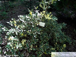 7391_Ilex_x_Altaclerensis