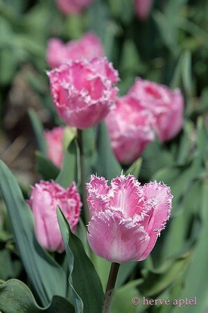 IMG_2245copie1