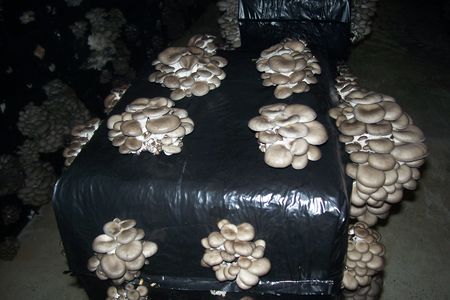 champignons_pleurotes