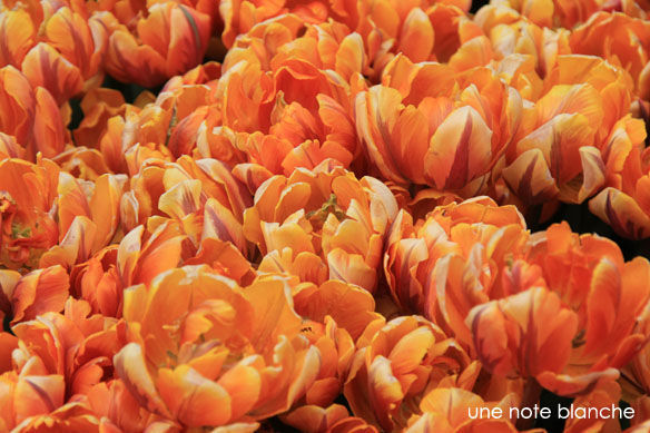 Keukenhof_tulipe_orange