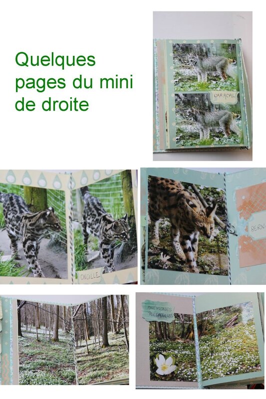 mini félins page 4 (page 3)