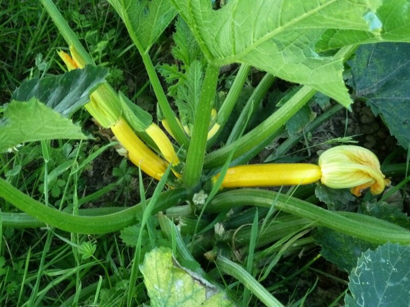 Courgettes jaunes