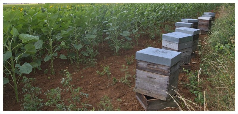 Plaine tournesol abeilles ruches 090714 3