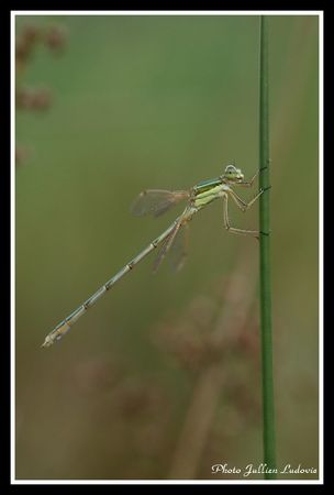 Leste_barbare___lestes_barbarus_20080727_002