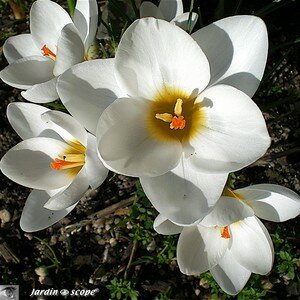 Crocus Vernus à fleurs blanches