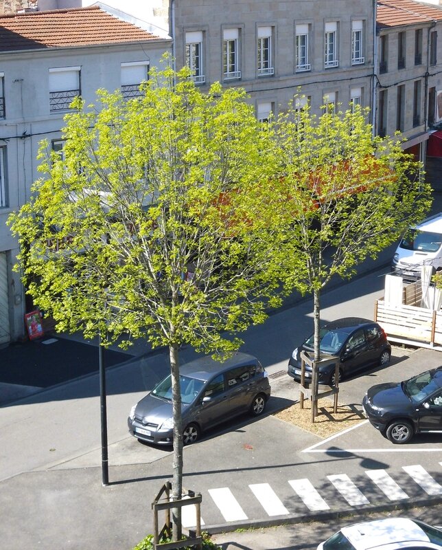 arbre place Saint-Pierre 21 avril 2015
