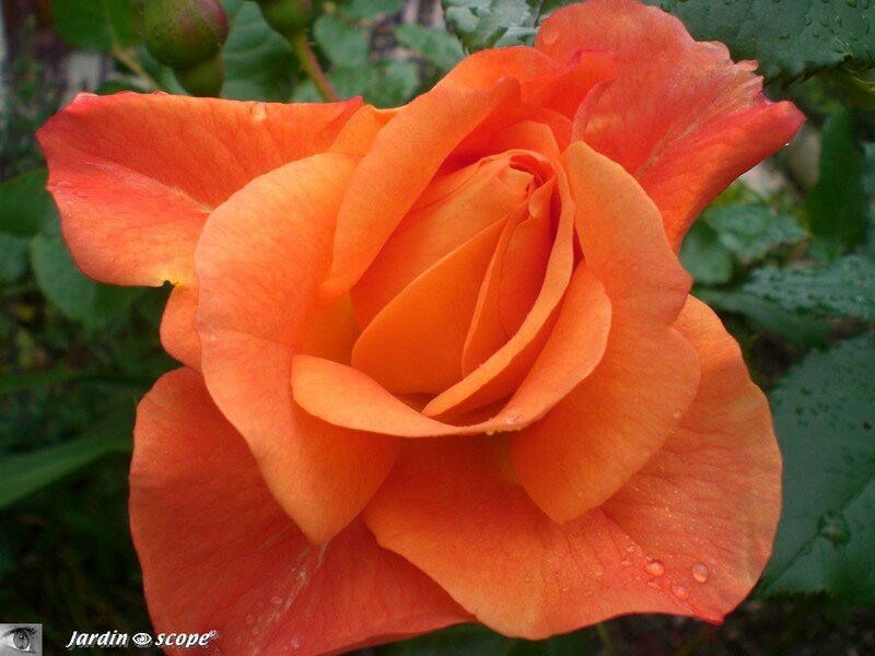 Rosier arbustif 'Westerland'
