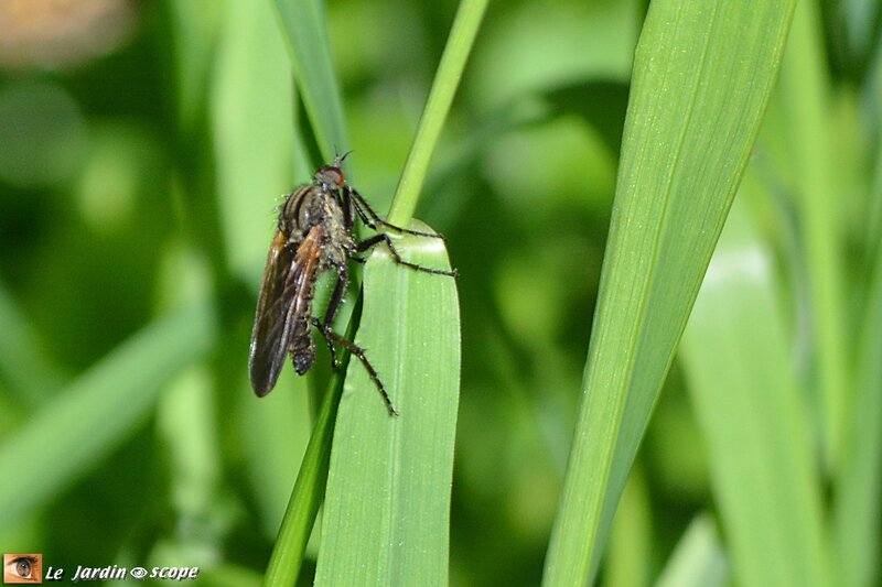 Empis marqueté • Empis tessellata (mâle)