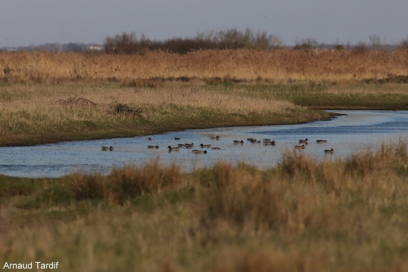 00638 Oléron Février 2019 - Marais de Brouage - Côté Droit