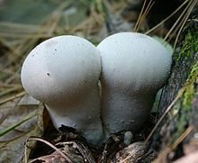 Lycoperdon 1